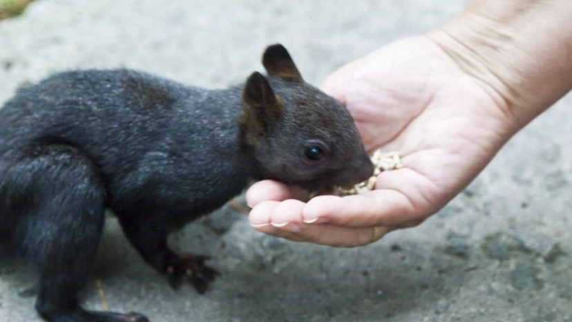 蜜袋鼯食物禁忌 蜜袋鼯食物禁忌