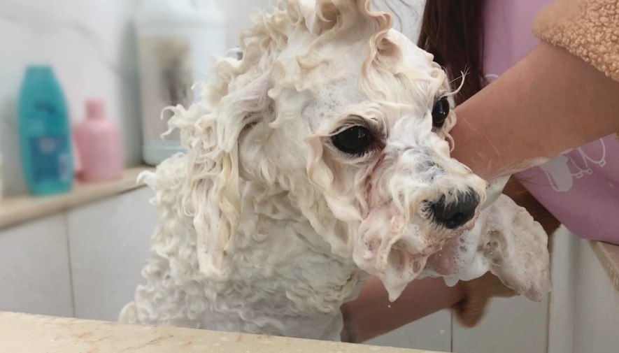 貴賓狗多久洗一次澡