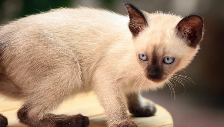 暹羅貓健康問題 暹羅貓健康問題