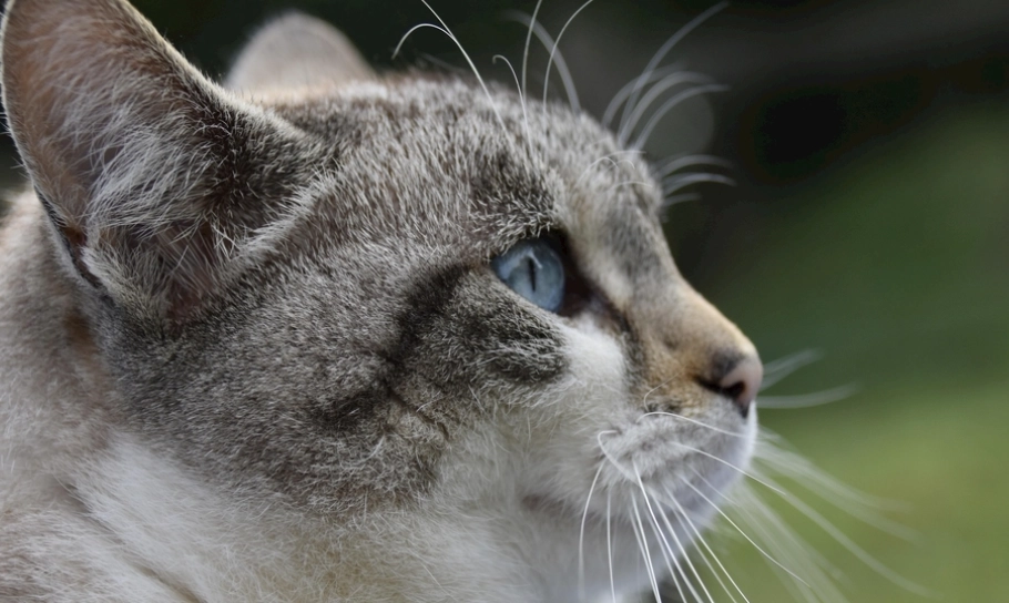 貓咪智商相當於人類幾歲