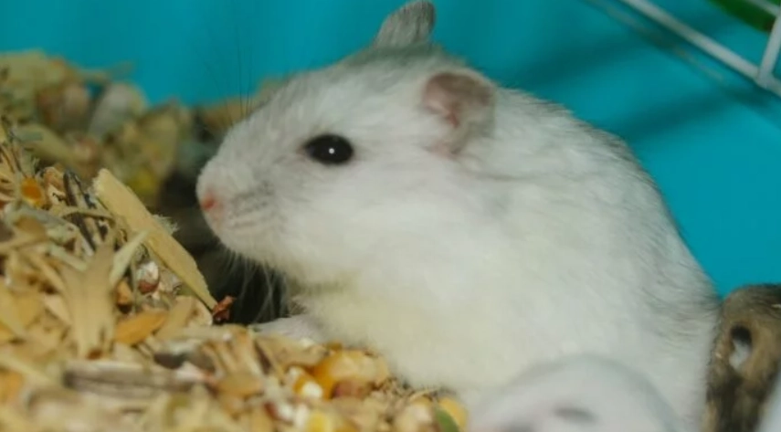 老年倉鼠照護 老年倉鼠照護