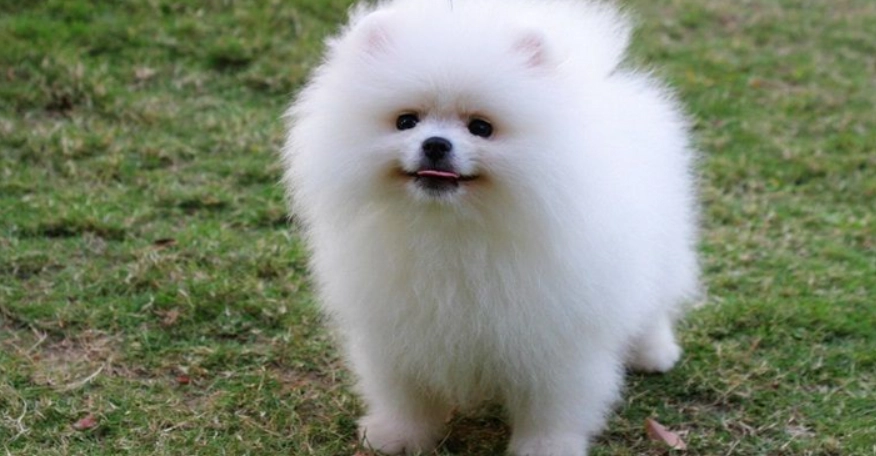 博美狗洗澡頻率