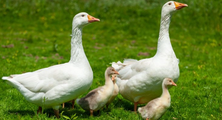 延長鵝壽命方法