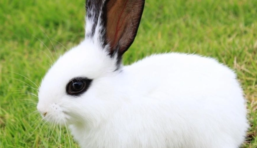 兔子清潔身體