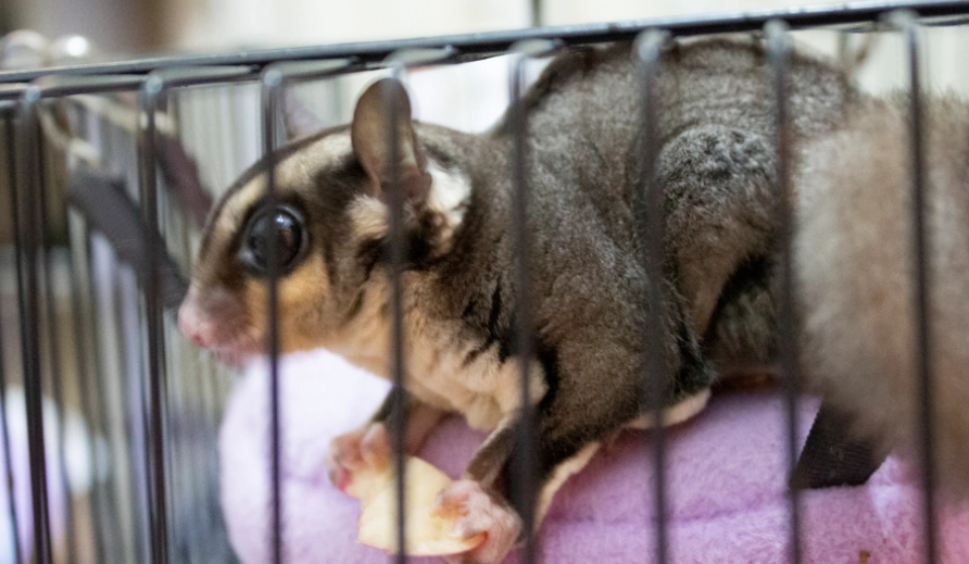 蜜袋鼯發情氣味