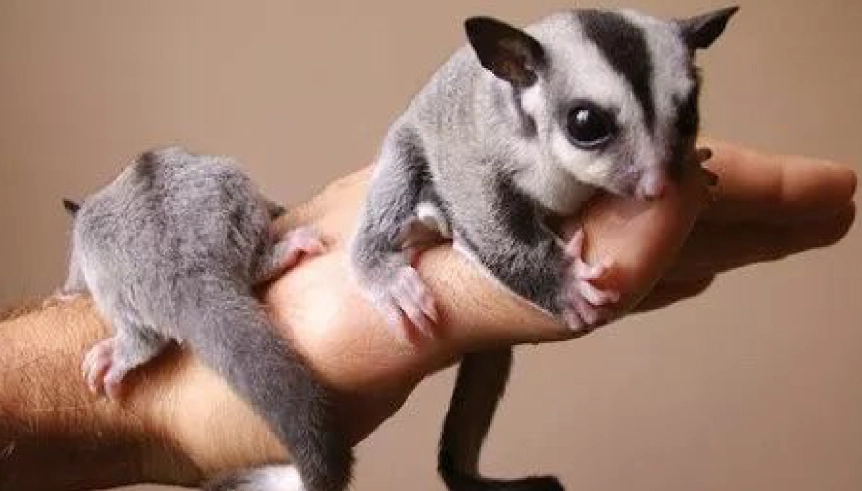 蜜袋鼯壽命 蜜袋鼯壽命