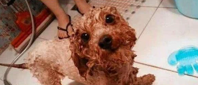 貴賓狗多久洗一次澡