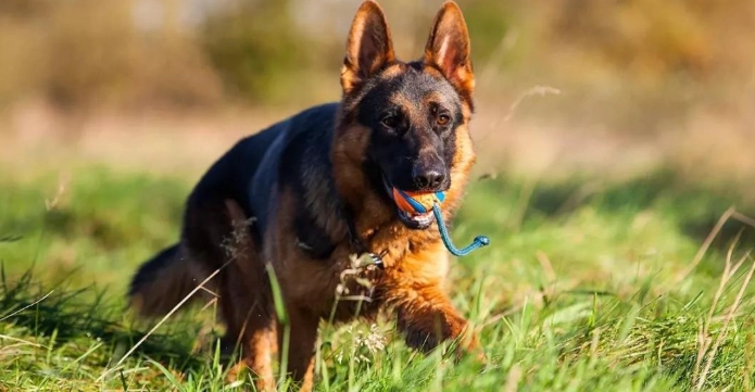 德國牧羊犬洗澡