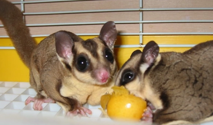 蜜袋鼯飼養指南