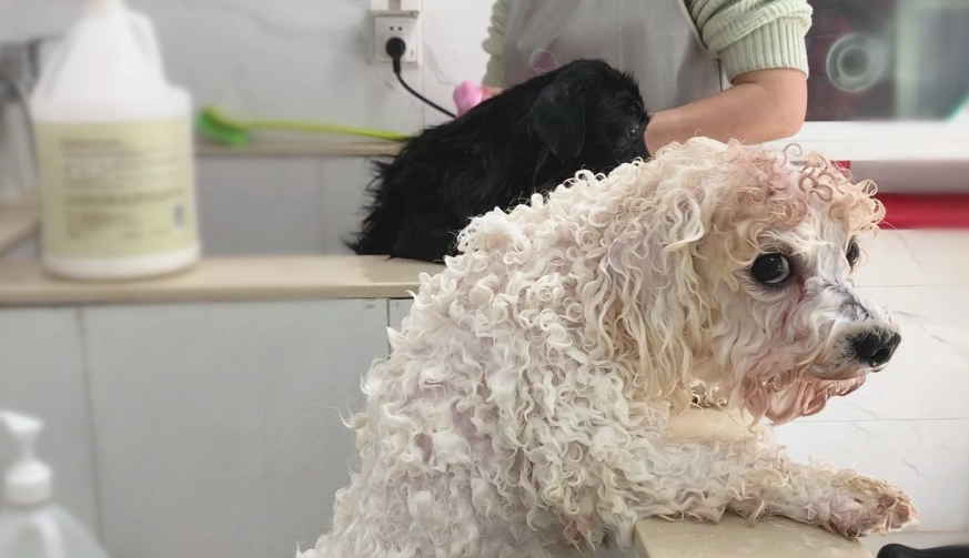 貴賓狗洗澡注意事項