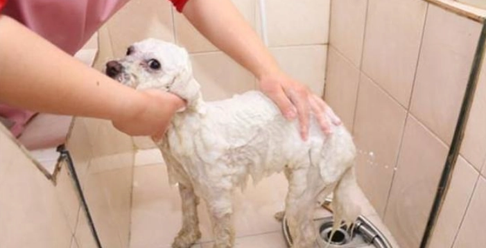 貴賓狗洗澡注意事項