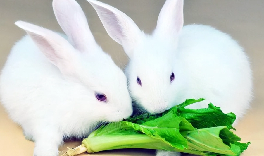 兔子清潔身體