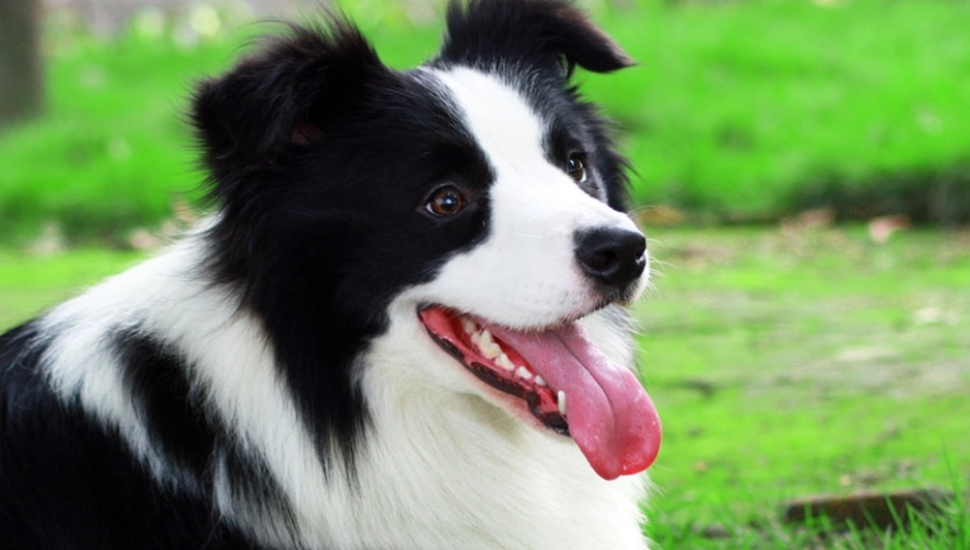 隕石色邊境牧羊犬價格 隕石色邊境牧羊犬價格