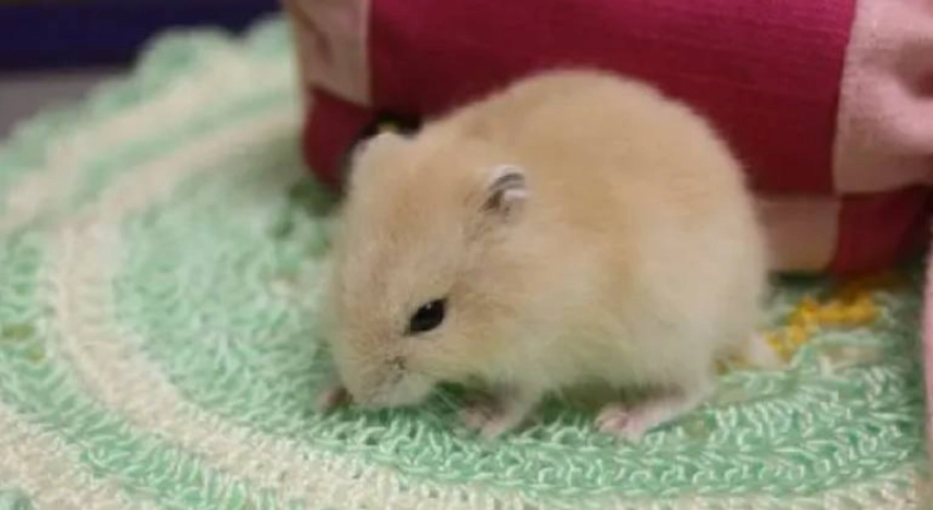 布丁鼠價格 布丁鼠價格