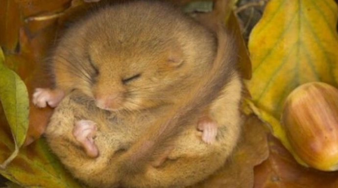 睡鼠斷奶時間 睡鼠斷奶時間