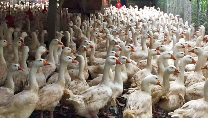 延長鵝壽命方法