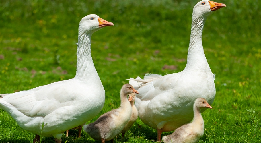 延長鵝壽命方法