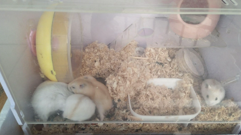 布丁鼠價格 布丁鼠價格