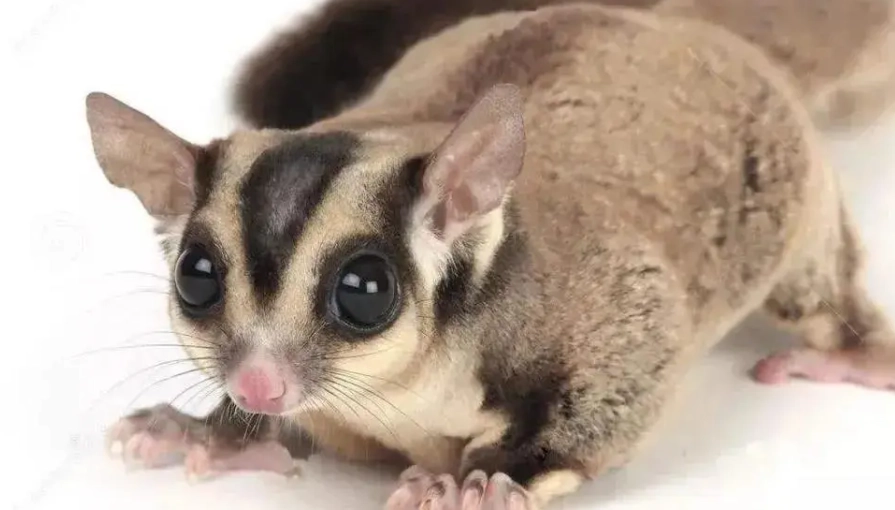 蜜袋鼯成長階段 蜜袋鼯成長階段