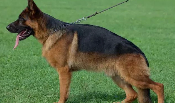 德國牧羊犬洗澡