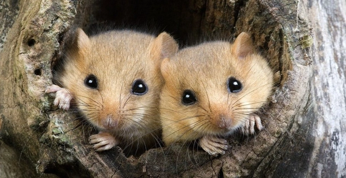睡鼠飼養指南 睡鼠飼養指南