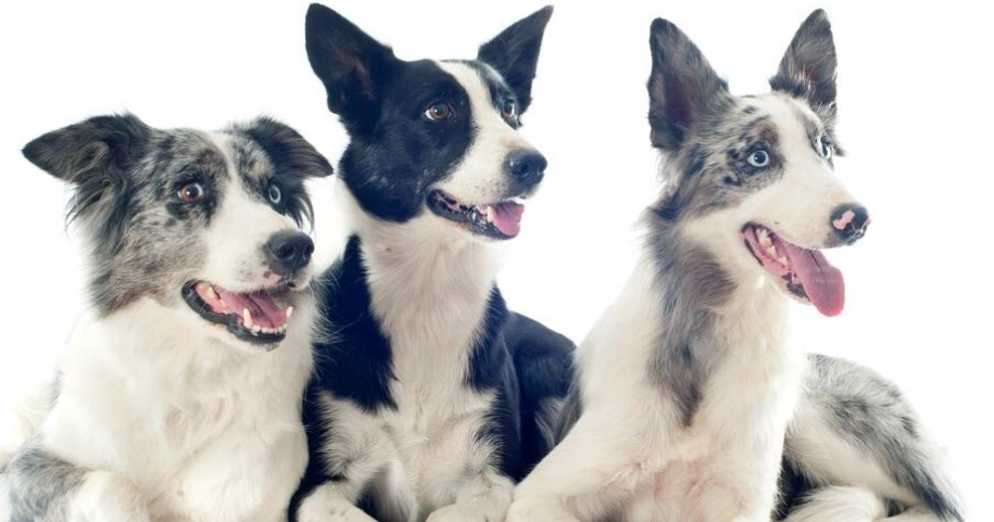 邊境牧羊犬飼養方法