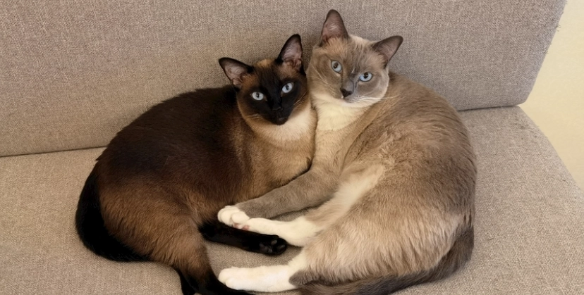 暹羅貓體重管理 暹羅貓體重管理