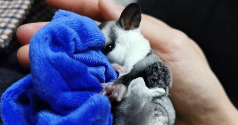 蜜袋鼯健康問題