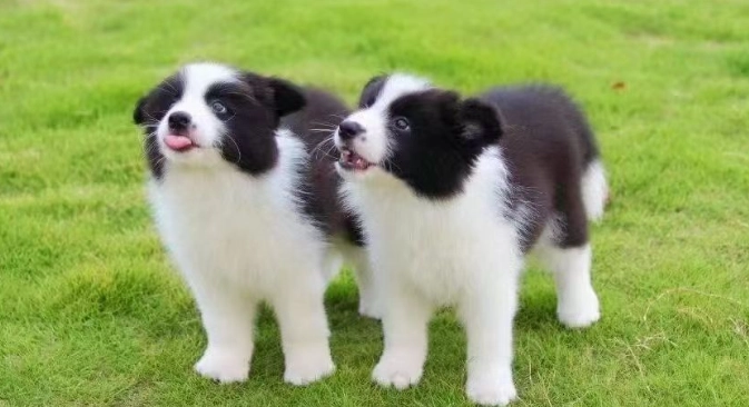 隕石色邊境牧羊犬價格 隕石色邊境牧羊犬價格