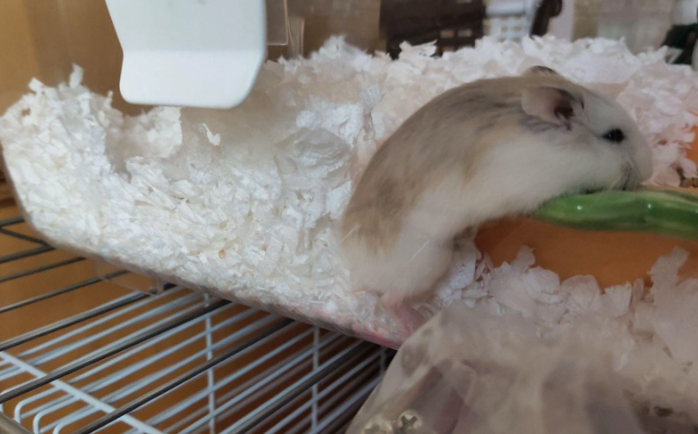 老年倉鼠飲食
