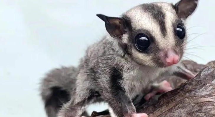 蜜袋鼯發情氣味