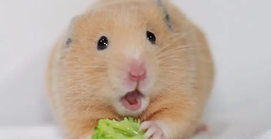 倉鼠老年照護 倉鼠老年照護