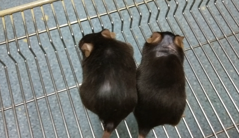 倉鼠老了怎麼辦 倉鼠老了怎麼辦