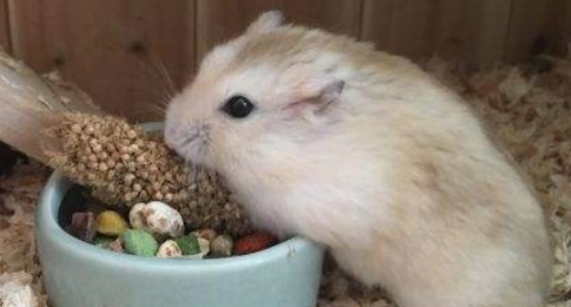 布丁鼠飼養 布丁鼠飼養