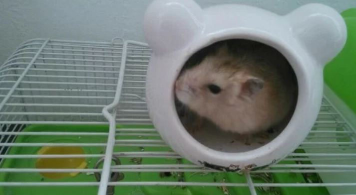 布丁鼠飼養 布丁鼠飼養