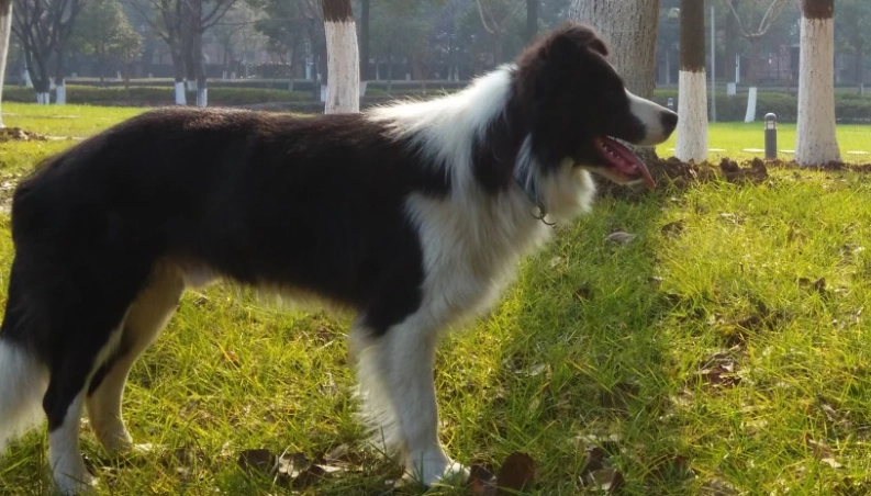 隕石色邊牧飼養 隕石色邊牧飼養
