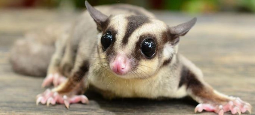 蜜袋鼯健康問題