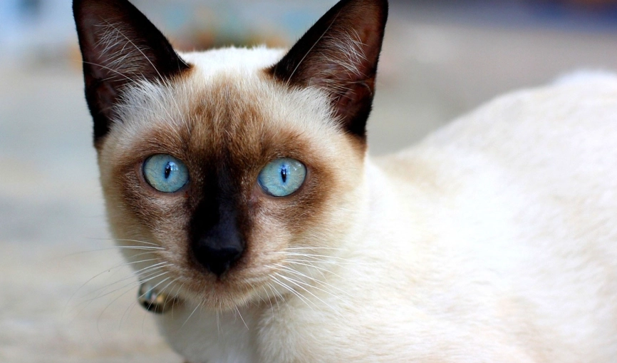 貓遺傳疾病 貓遺傳疾病