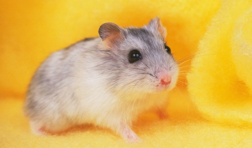 倉鼠老了怎麼辦 倉鼠老了怎麼辦