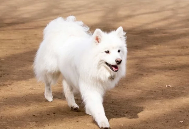 日本狐狸犬飼養全攻略：性格、護理與健康指南