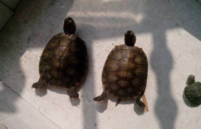 烏龜後腳伸直：原因、症狀、治療與預防全攻略