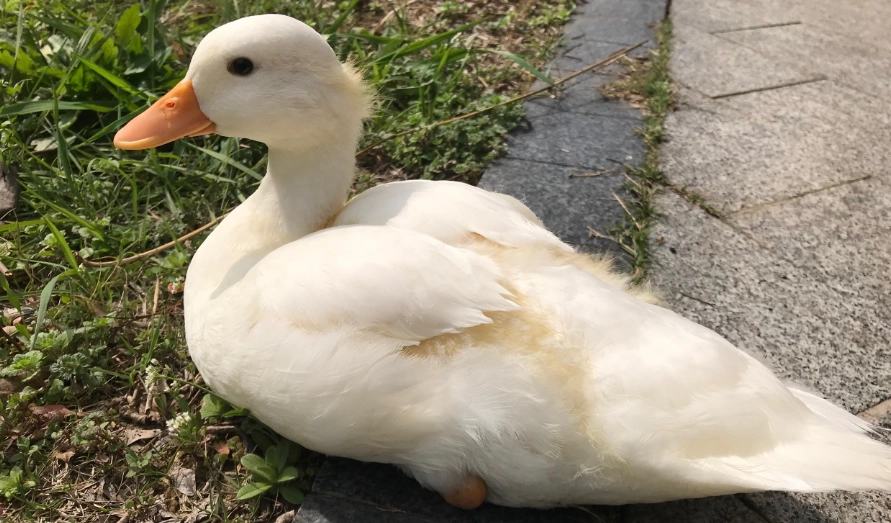柯爾鴨飼養方法