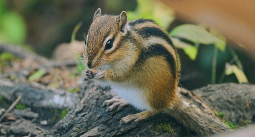 拇指松鼠飼養方法