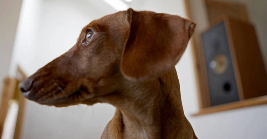 臘腸狗健康體重