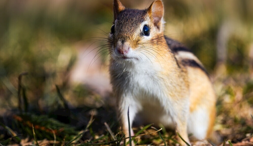 拇指松鼠飼養方法