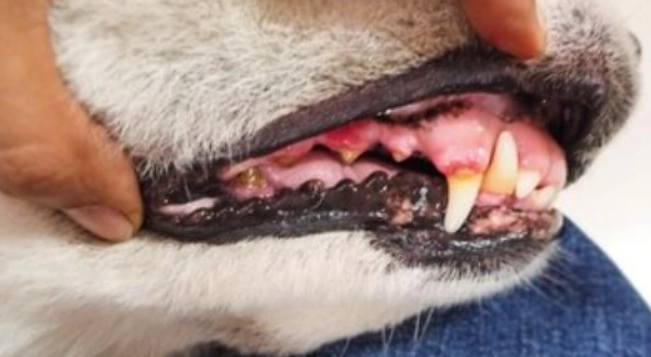狗狗牙齒流血原因