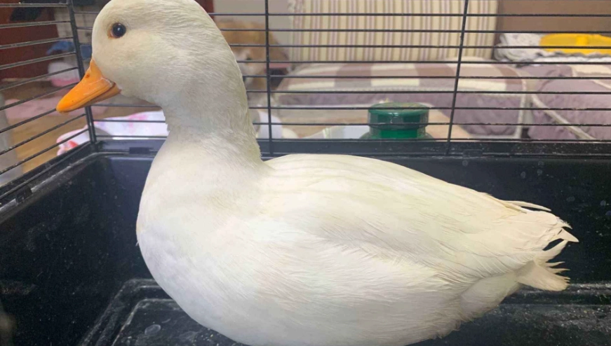 柯爾鴨照顧技巧