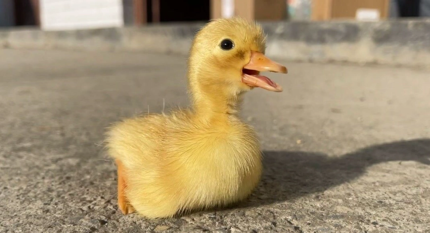 柯爾鴨照顧技巧