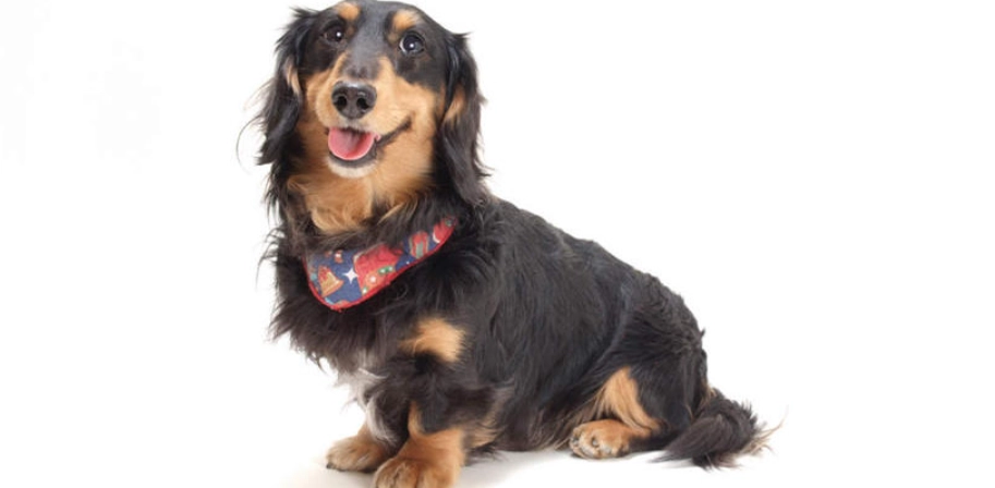 迷你臘腸狗標準體重