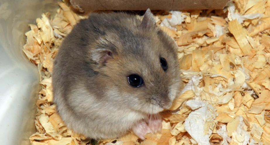 倉鼠快死了怎麼辦